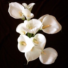 Fototapeta na wymiar white lilies on black background