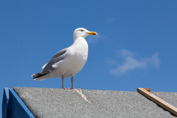 Herring gull Larus argentatus sitting on roof against blue sky