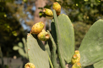 Prickly pear cactus (Opuntia, ficus-indica, Indian fig opuntia) with fruits