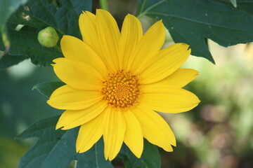 yellow flower in the garden