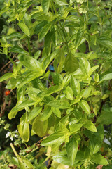 Basilic