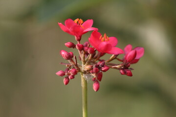 flower of a flower