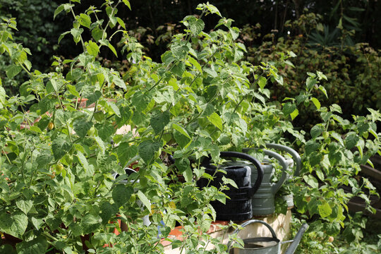 Physalis angulata