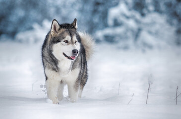 Naklejka premium dog alaskan malamute in the snow in winter
