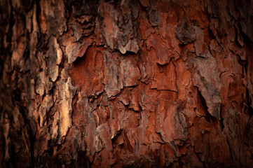 pine bark
