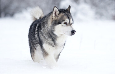 winter dog in the snow