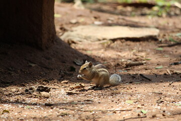 Obraz premium squirrel eating a nut