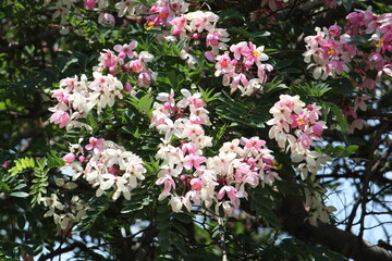 pink and white flowers