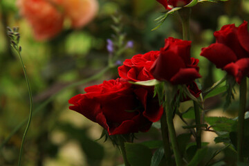 Red color rose closeup, artistic natural green background, wavy lines of lavender plant.