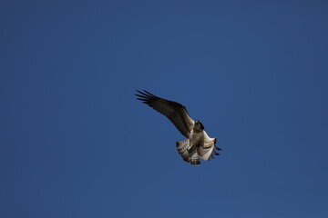 青空の中を飛んでいるミサゴ