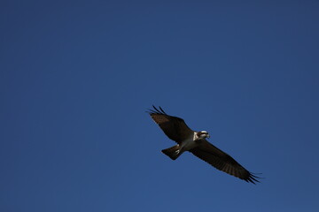 青空の中を飛んでいるミサゴ