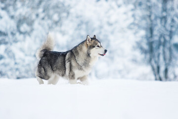 winter dog alaskan malamute in the snow