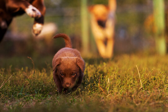 Cute Brown Puppy Running Away Playing From Parents