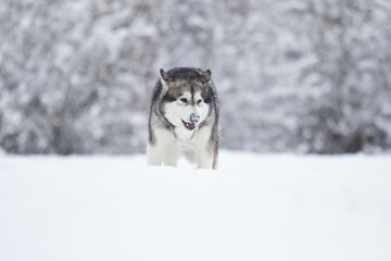 winter dog alaskan malamute in the snow