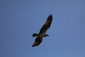 青空の中を飛んでいるミサゴ
