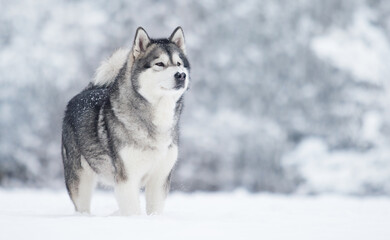 winter dog alaskan malamute in the snow