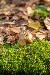 Yellow autumn birch leaves and mushroom on green moss in the forest.