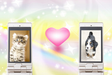 携帯画面に写る子犬と子猫