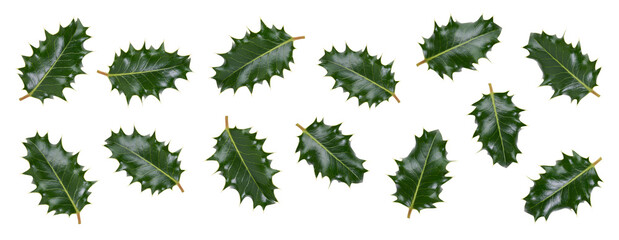 A collction of medium sized green spiky holly leaves for Christmas decoration isolated against a white background.
