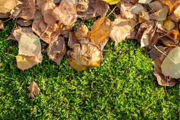 Yellow autumn birch leaves and mushroom on green moss in the forest.