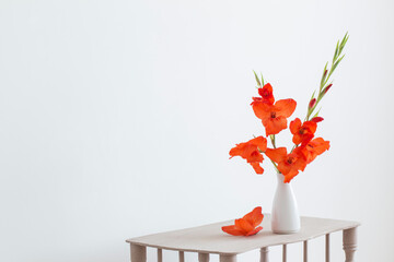 red gladiolus in vase on white background