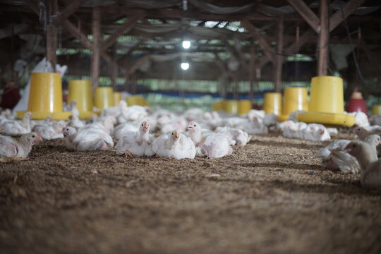 Lots of chickens in the coop