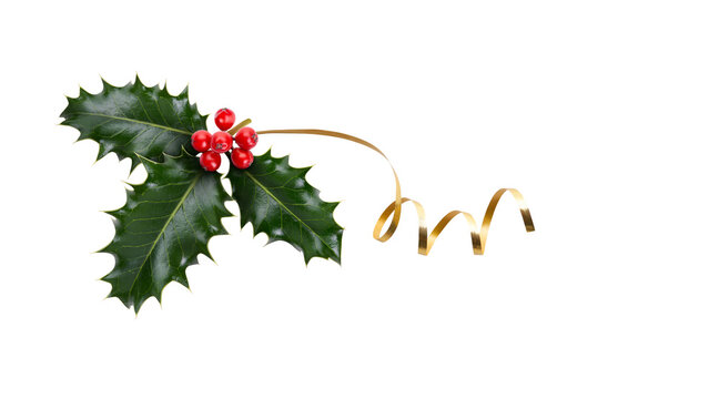 A sprig, three leaves, of green holly and red berries and gold ribbon for Christmas decoration isolated against a white background.