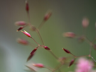 Alpenblumen, Alpenflora, Blumen Kunst