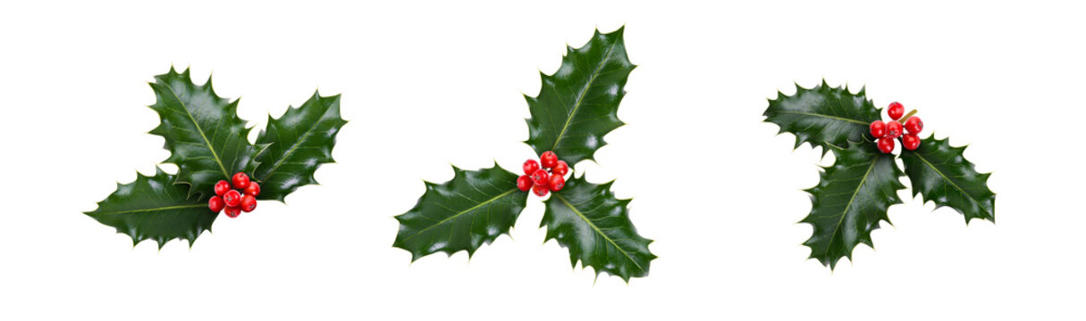 A holly sprig collection, three leaves, of green holly and red berries for Christmas decoration isolated against a white background.