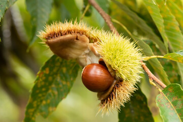栗の実