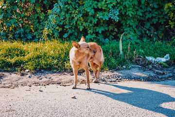 Red abandoned, homeless, stray dog is standing in the street