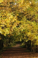 Beautiful landscape of autumn trees in the forest 