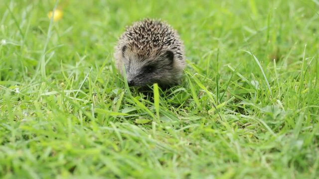 Young hedgehog in grass