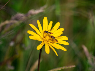 Alpenblumen, Alpenflora, Blumen Kunst