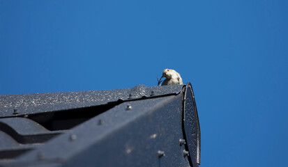 small bird on a house roof