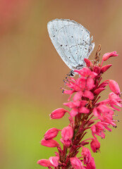 Butterfly enjoying summer Lunch