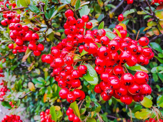 Obraz premium Herbstfarben