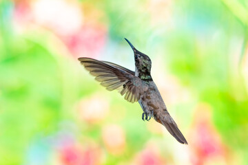 A juvenile Ruby Topaz hummingbird flying away from camera with a pastel background. tropical bird in garden, wildlife outdoors, hummingbird in nature, bird in flight