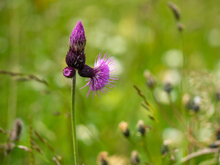 Alpenblumen, Alpenflora, Blumen Kunst