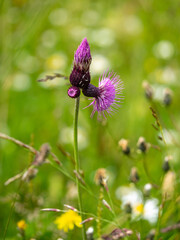 Alpenblumen, Alpenflora, Blumen Kunst