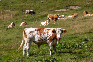 cows and bulls in alpine scenery in Styria, Austria