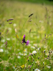 Alpenblumen, Alpenflora, Blumen Kunst