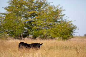 vacas y toros angus en campo