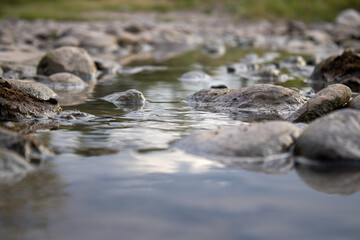 frog in the pond