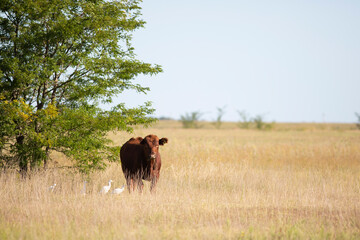 vacas y toros angus en campo