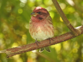 
A young finch on a rowan branch