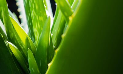 close up of green Aloe vera herbal plants with copy space, tropical plant