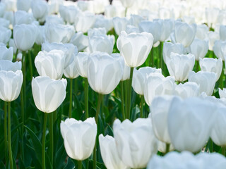 複数の真っ白なチューリップの花