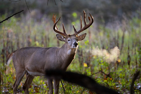 Mature buck deer with frosty breath.