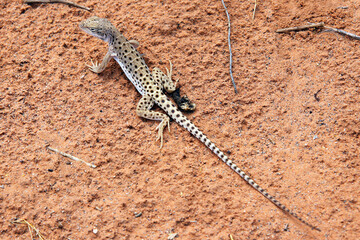Long Nosed Leopard Lizard (male) on the red soil along the Devil's Garden Trail in Arches National Park.
